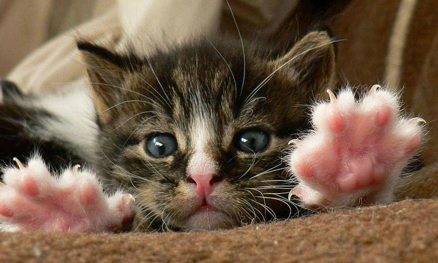 肉乎乎的小爪子,想不想咬一口呢_新浪看点