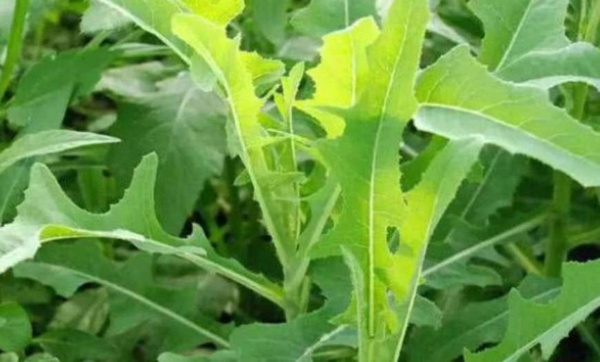 农民桌上常吃的野菜,是癌细胞的小冤家,你肯定没吃过|苦菜|姜末|白醋