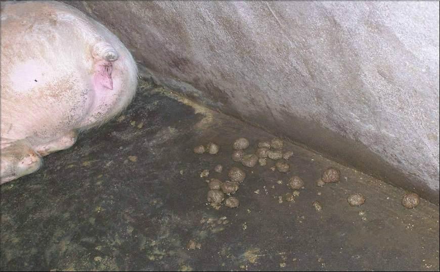 冬天母猪总便秘教你了解便秘的原因与防治方法