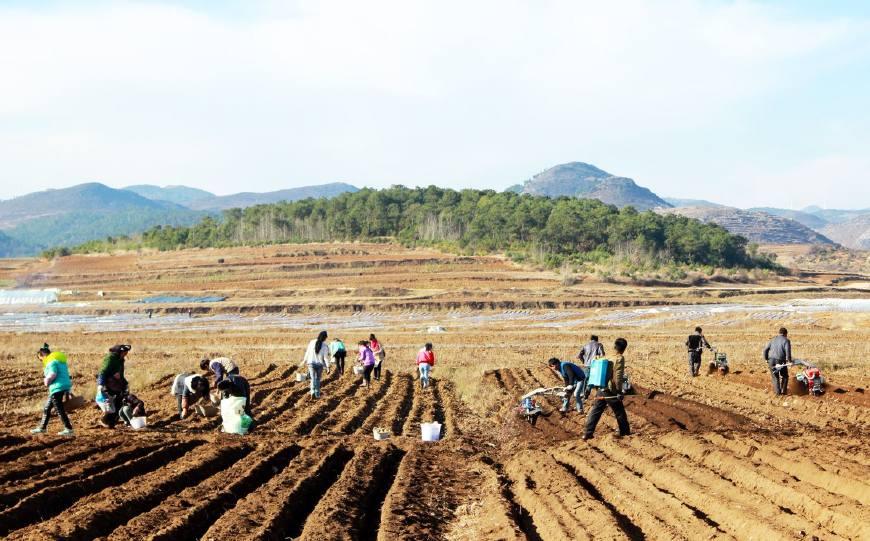 春季耕种蔬菜经验宝典, 快收藏, 随用随查