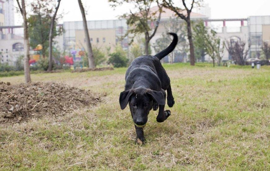 狗狗在外面玩嗨了, 不愿意回家怎么办?