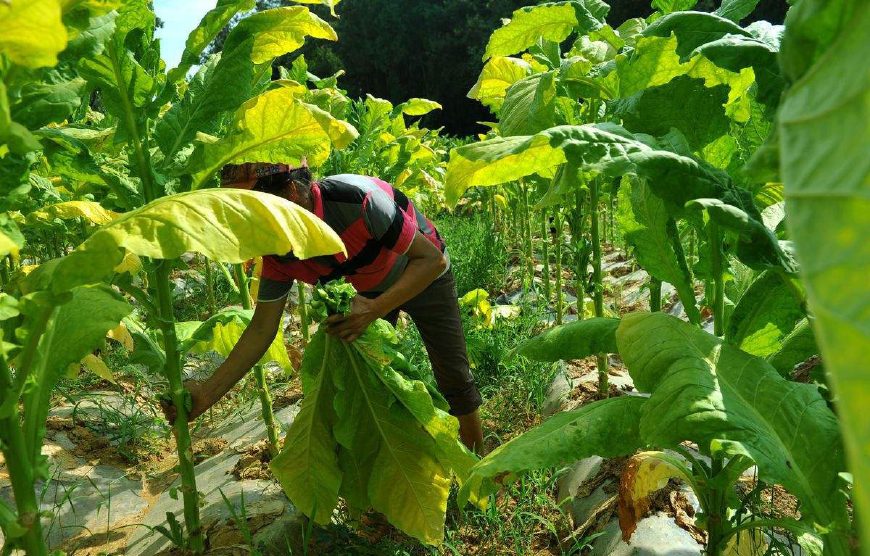 100元一包的高档香烟,成本到底多少钱?看完你还想抽烟吗?