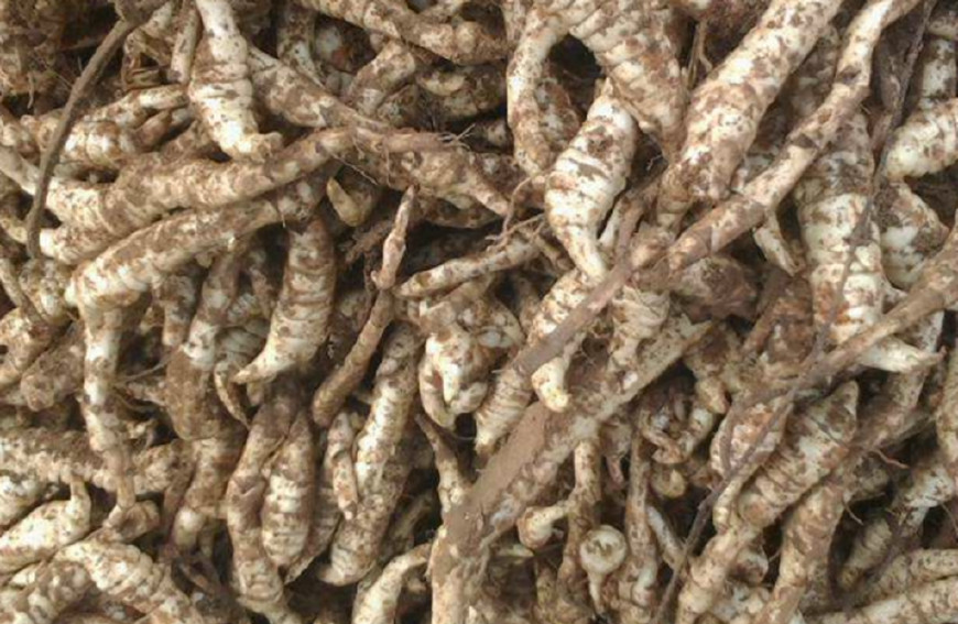 这是刚才水中采摘下来的鸡米头,这样看着是不是很像鸡头呢?