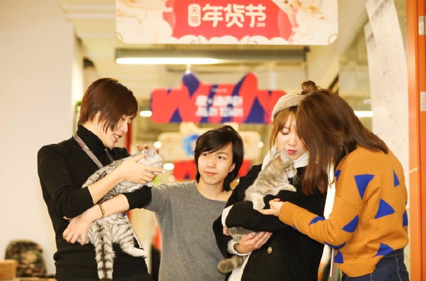 养猫千日,用猫一时 阿里美女靠吸猫完成年终kpi