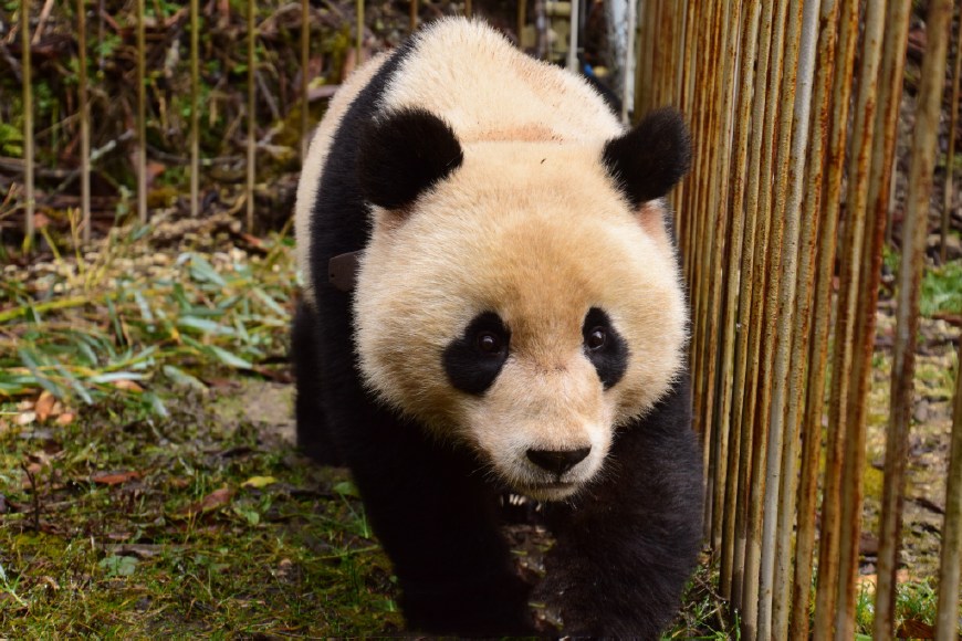 大熊猫"八喜":请追随前辈脚步回到你的山林