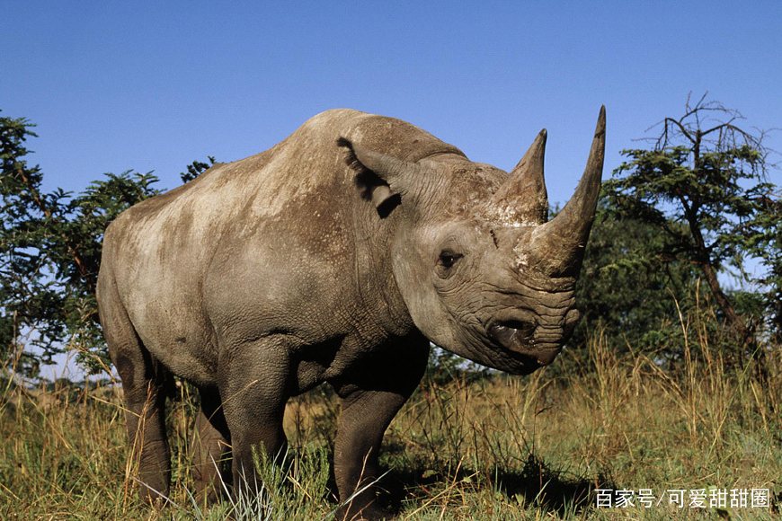 中国犀牛在1916年,最后一头双角犀(苏门答腊犀)被捕杀;这最后十余年间