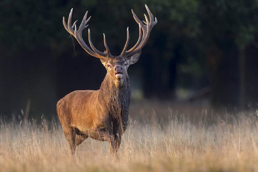 这五种动物曾被人们认为已经灭绝了,然而它们却顽强的活了下来!