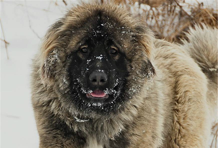 兰州禁养犬名单,多种大狗无辜躺枪|牧羊犬|狗狗|藏獒_新浪新闻