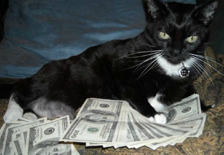 猫:每天从钱堆里醒来好烦|富来|猫咪|金钱_新浪网