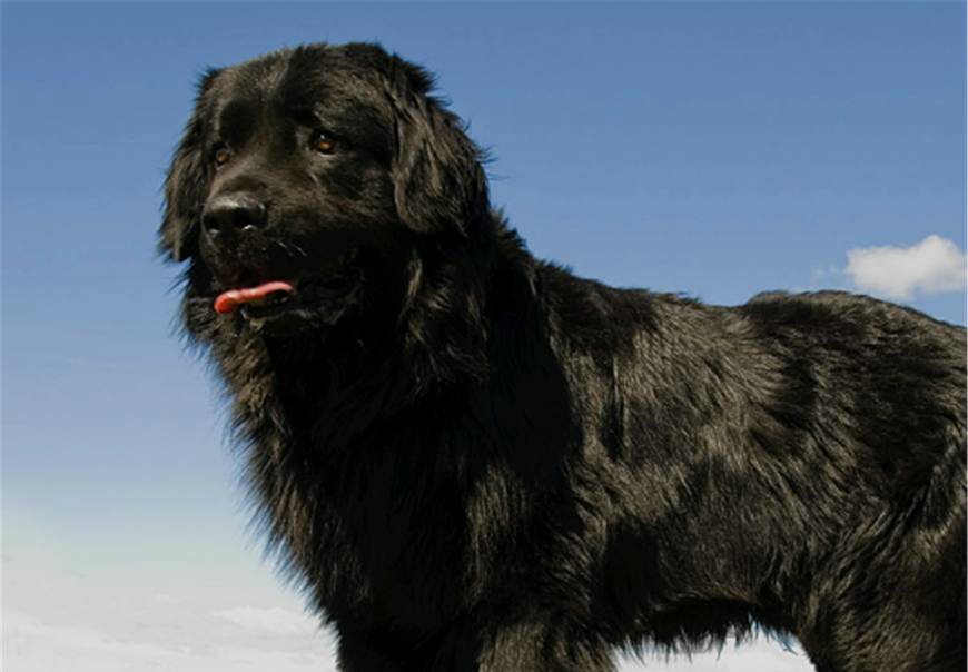 兰州禁养犬名单,多种大狗无辜躺枪|牧羊犬|狗狗|藏獒_新浪新闻