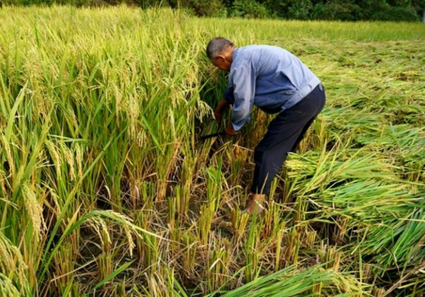 农民想请人帮忙割水稻,200元一天管吃管喝,为什么没人愿意做