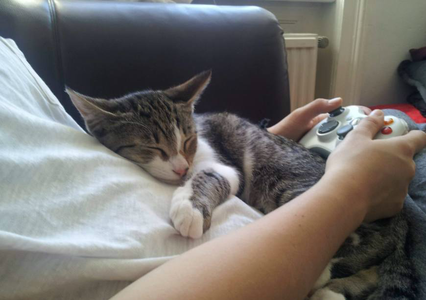 猫咪粘人的6种方式,你家猫属于哪一种