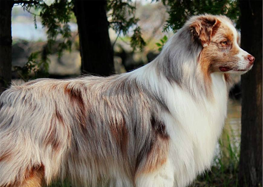 卡斯罗,它也被称为意大利獒犬,最初是作为守卫犬饲养的,你可能会从它