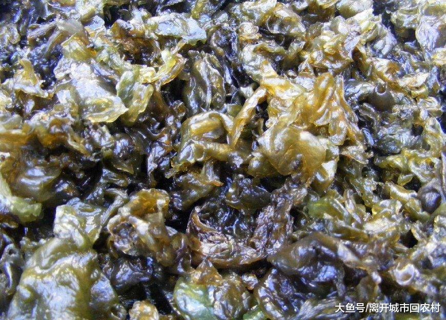 除此之外,地皮菜还具有药用价值,地皮菜性凉,味甘,具有清热明目,收敛