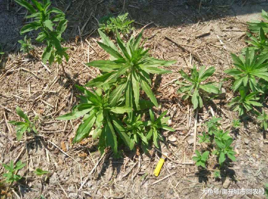 农村路边的入侵杂草, 农民当做喂猪草, 却不知它能止血还能炒腊肉