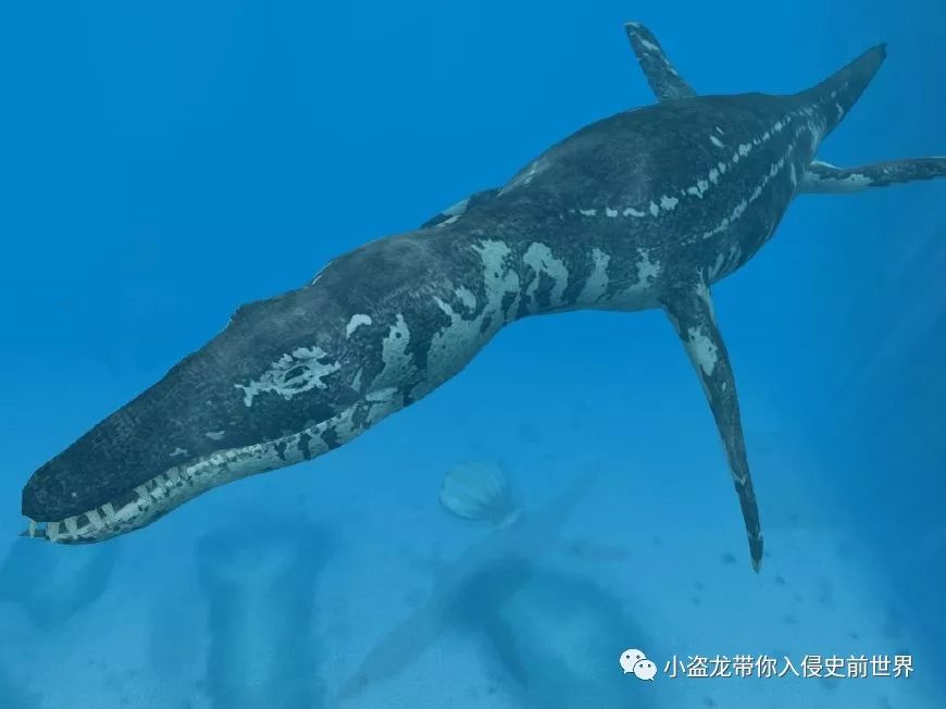 大眼鱼龙：侏罗纪的海中大眼萌|侏罗纪|古生物学|化石_新浪新闻