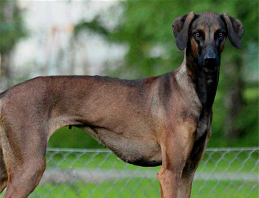 卡斯罗,它也被称为意大利獒犬,最初是作为守卫犬饲养的,你可能会从它