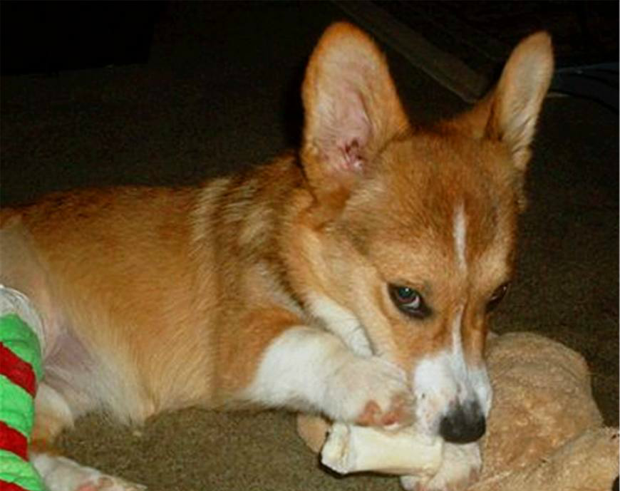 狗狗做错事后的表情哈士奇的样子最有笑点