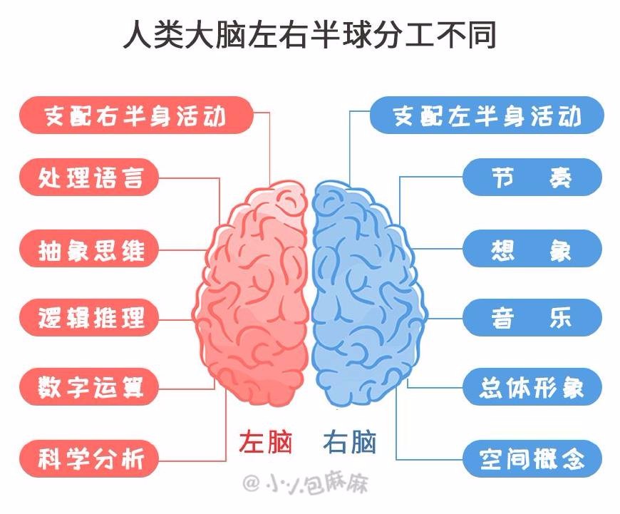 左右脑分工不同.