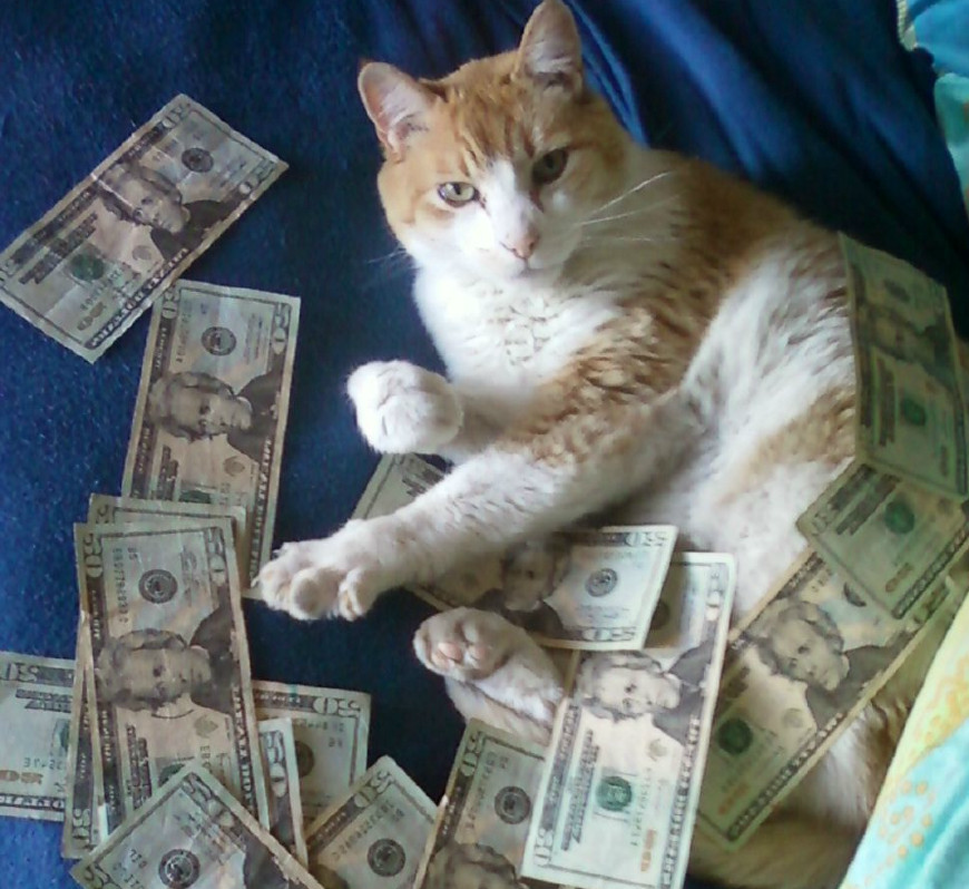 猫:每天从钱堆里醒来好烦|富来|猫咪|金钱_新浪新闻
