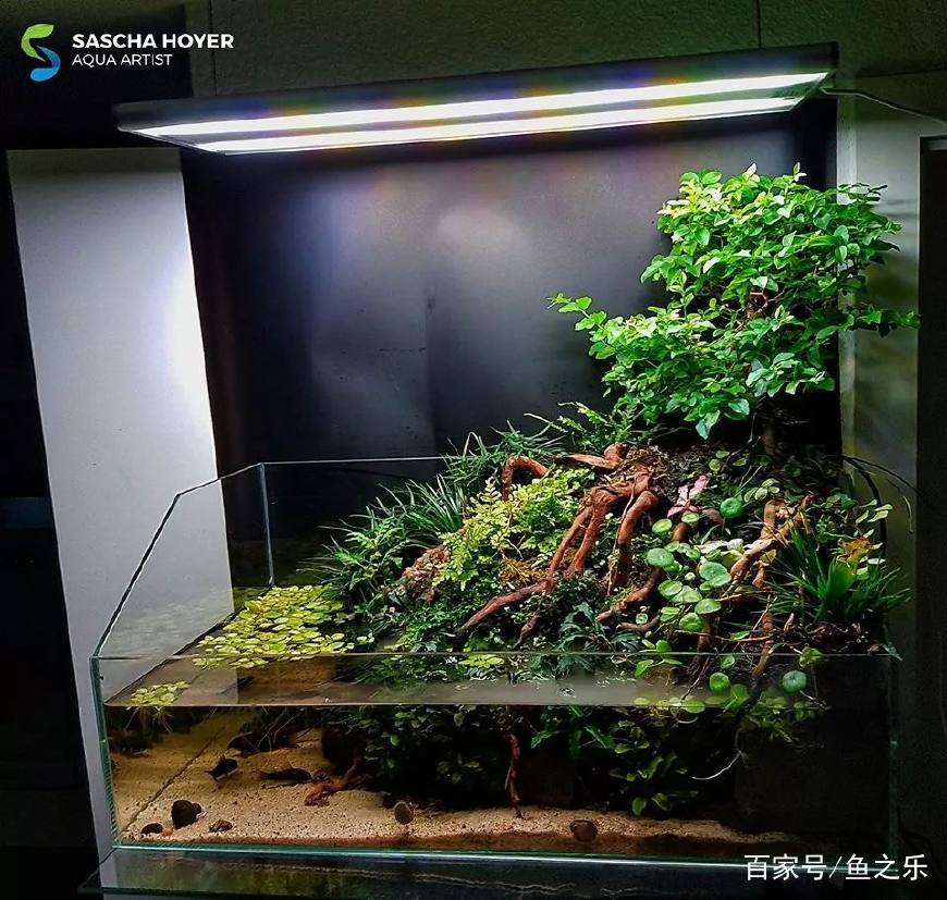 这个雨林式水陆缸有点小众但很酷