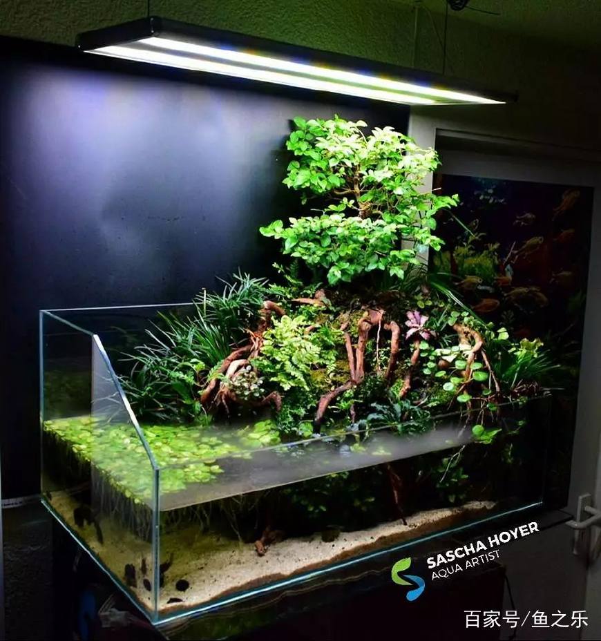 这个雨林式水陆缸有点小众但很酷