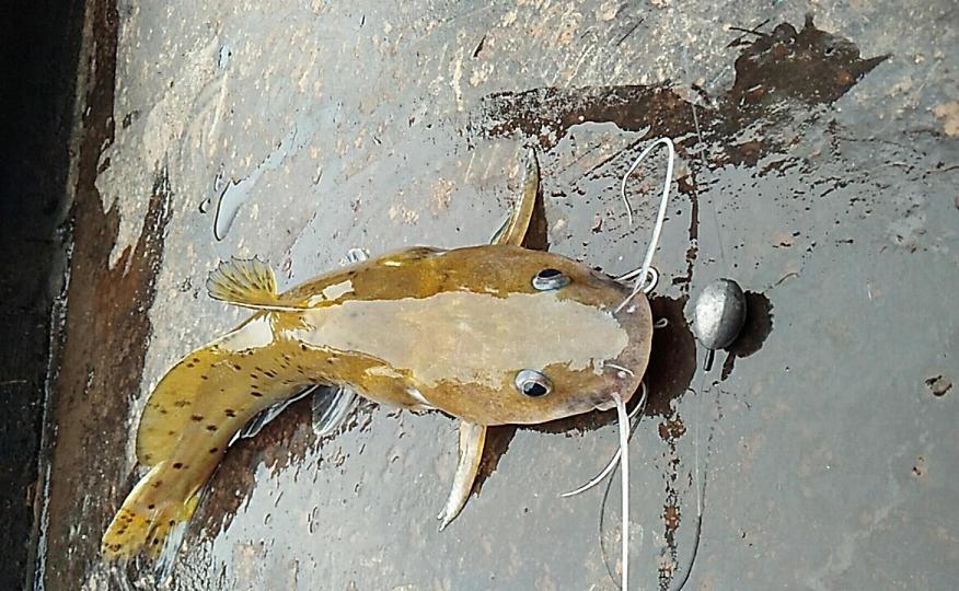 这个鱼贵的要死,只有在高级饭店里才能吃到