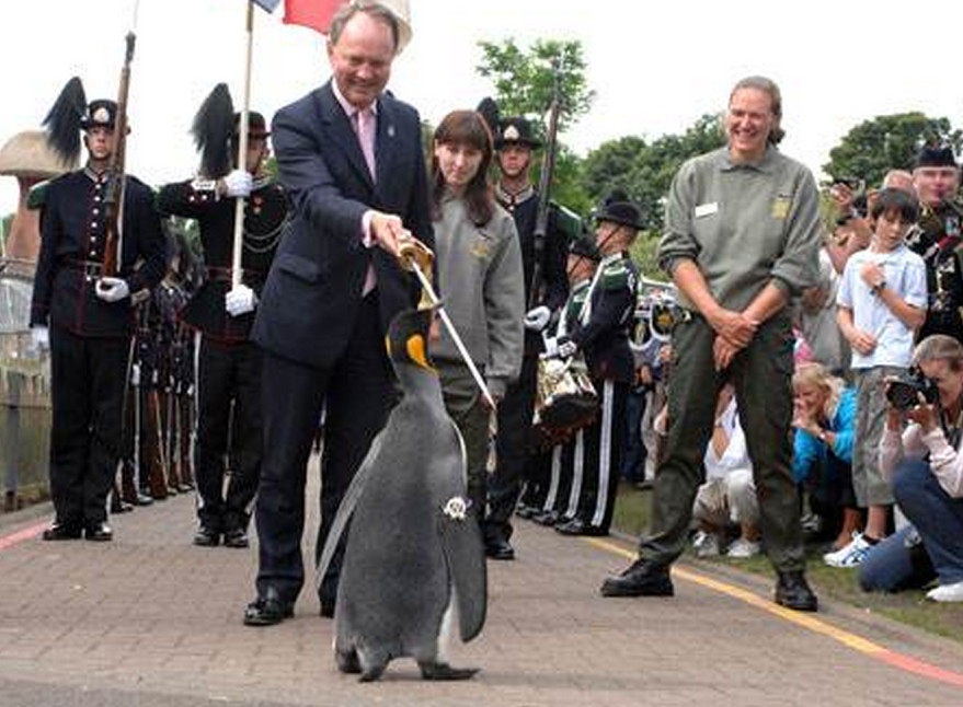 全球第一只获得将军称号的企鹅,人人都向其敬礼,说出来你都不信