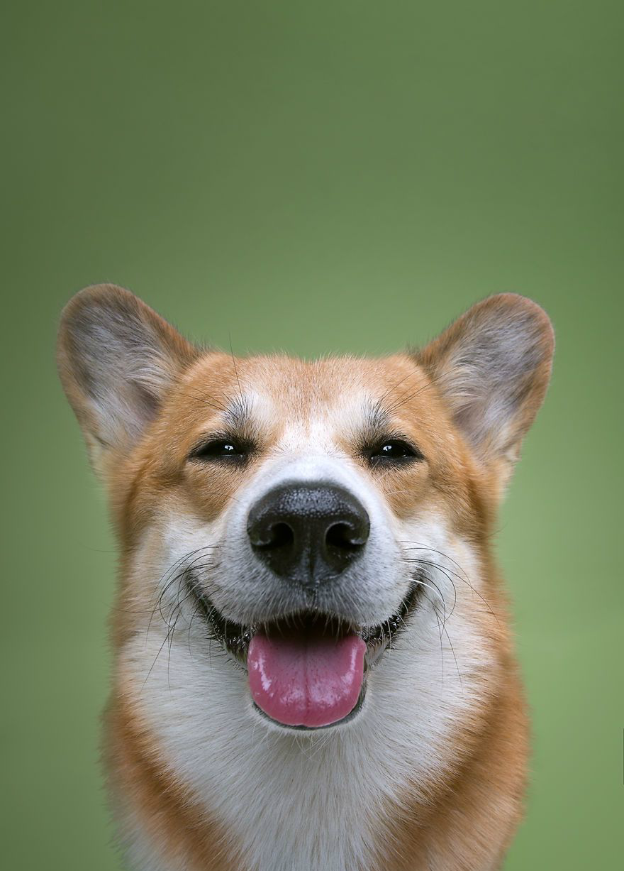 每个狗都有像人类一样的性格