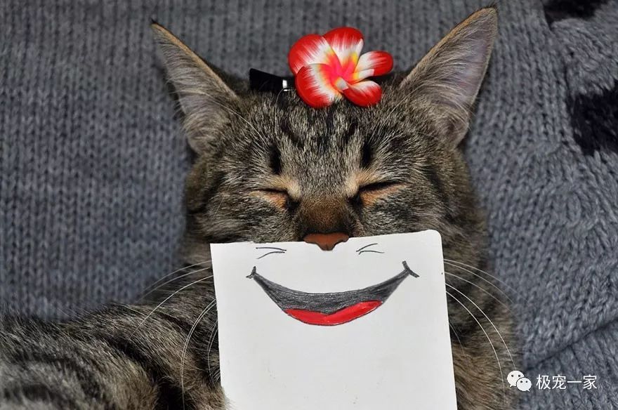 爱笑的铲屎官都会有一只爱笑的猫,你也会被猫咪这笑容感染