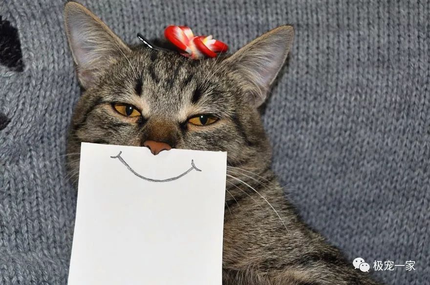 爱笑的铲屎官都会有一只爱笑的猫,你也会被猫咪这笑容感染