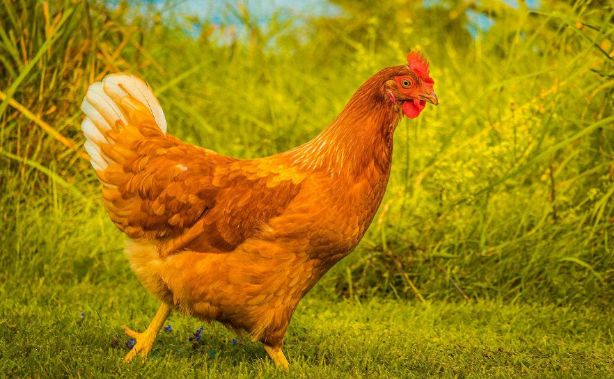 过了元宵节,"惹不起"的生肖鸡,财大气粗,买车买房买旺铺