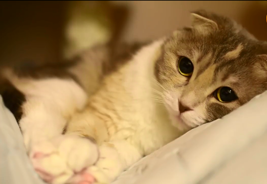 慵懒猫咪睡眼惺忪的睁开双眼,样子简直太萌太可爱了