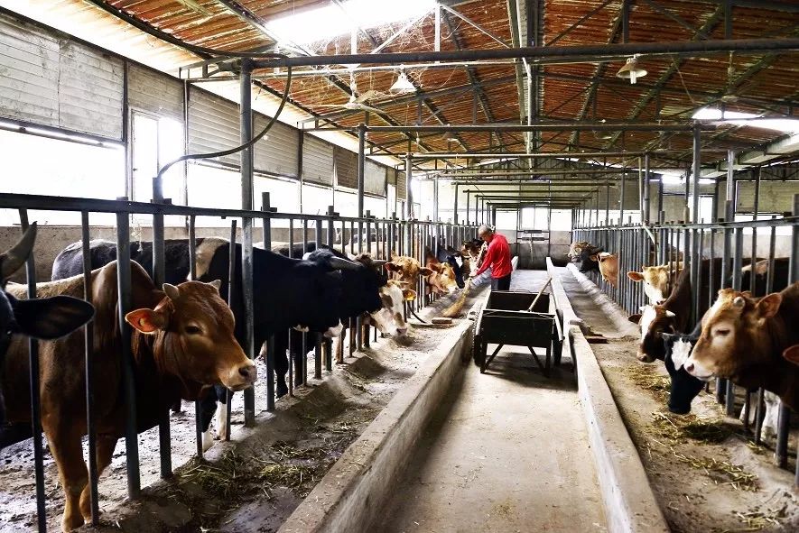 养牛为啥会失败?终于找到主要原因了!