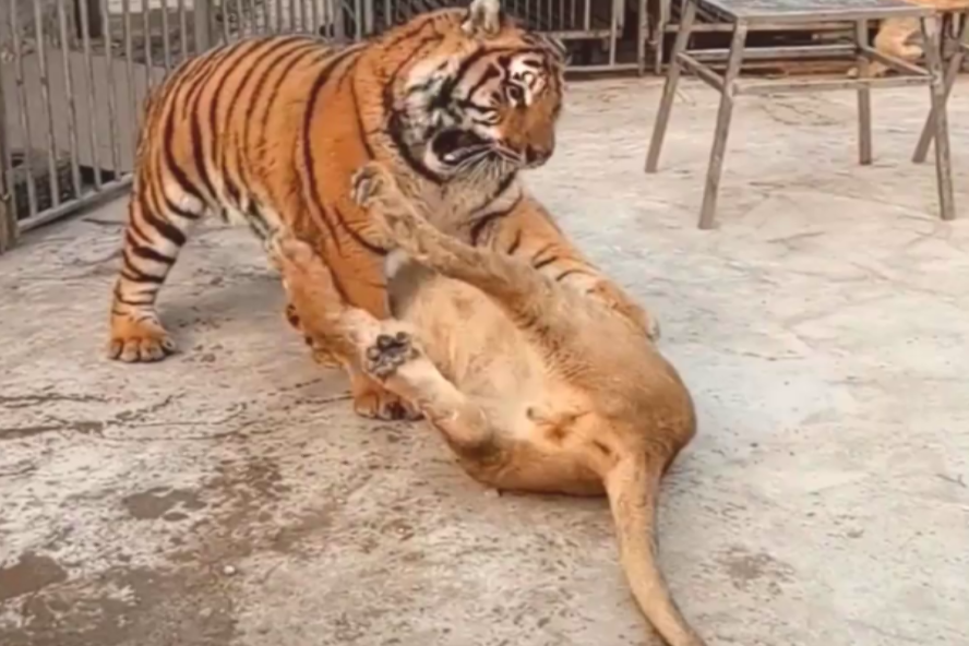 雄狮常年独居的话,以它的性格来看,会不会完爆老虎?