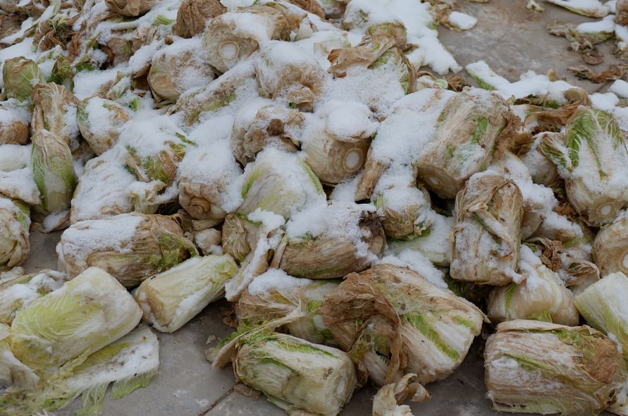 美菜网助销进行时40亩娃娃菜已冻坏在地头场面惊心