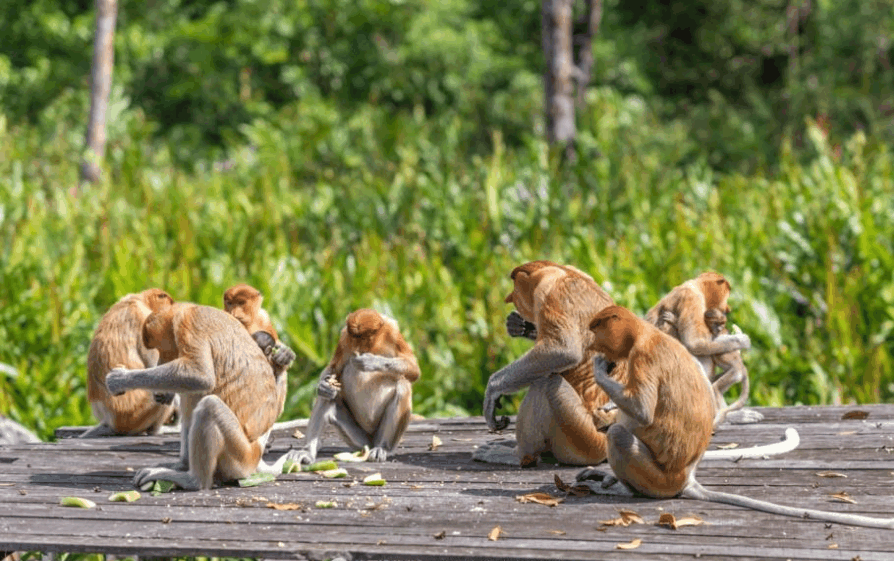 灵长类动物的诡异行为雄猴当上首领时会选择性杀死猴群内幼崽