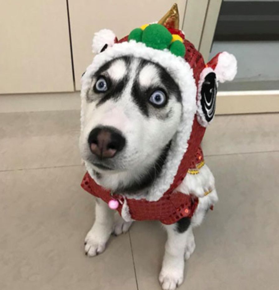 主人怕哈士奇冷,于是给二哈穿上了衣服,结果二哈表情亮了