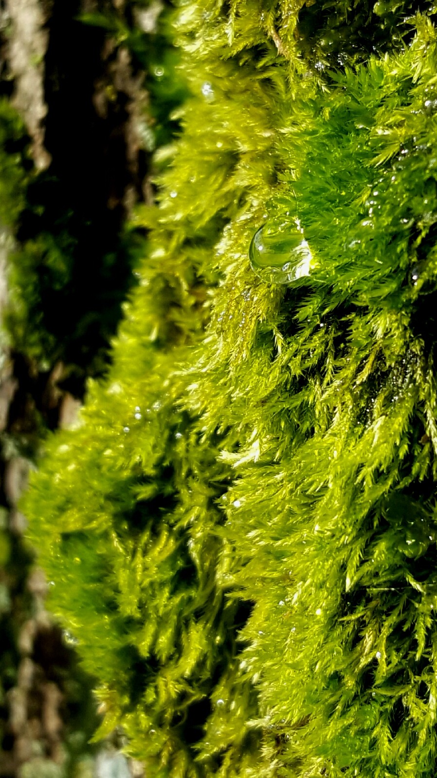 植物百科（二十八）苔藓|苔藓|植物|假根|陆生|泥炭藓_新浪新闻