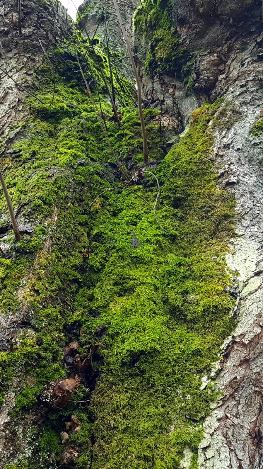 植物百科（二十八）苔藓|苔藓|植物|假根_新浪新闻