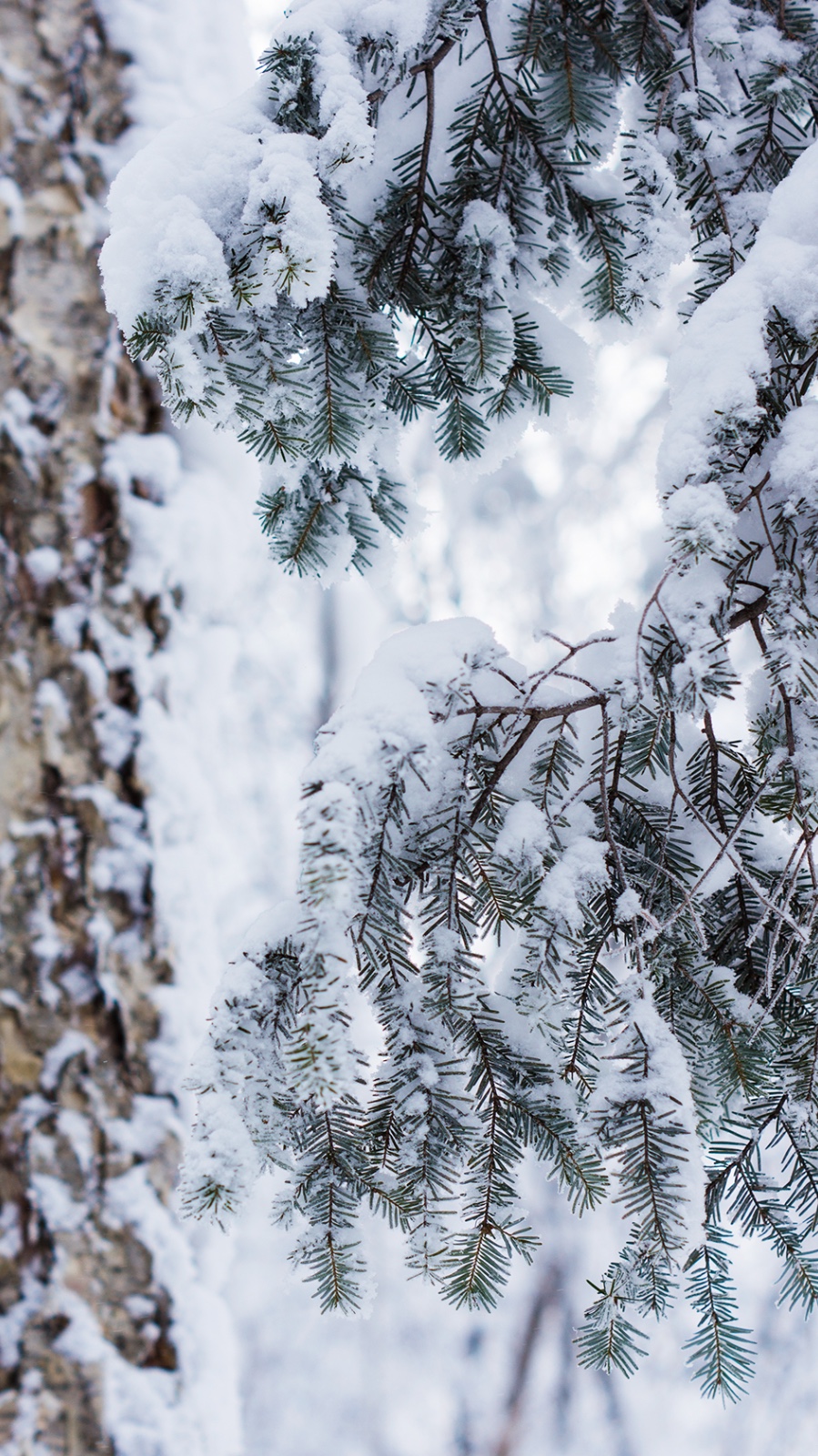 雪谷旅行— 雪松岭风光摄影