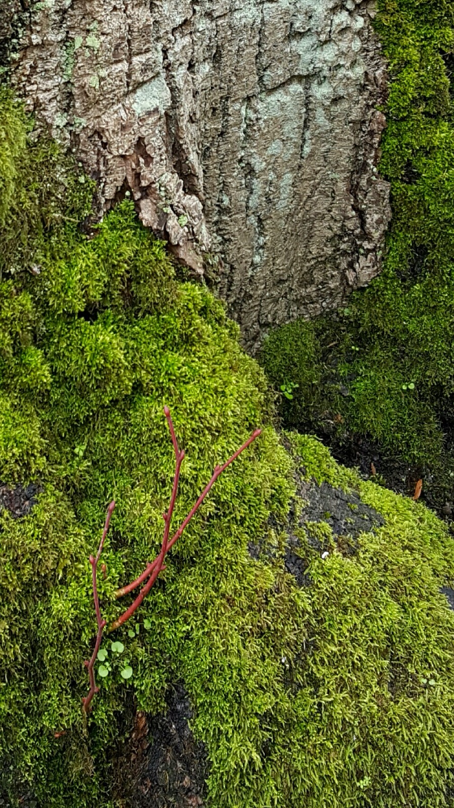 植物百科（二十八）苔藓|苔藓|植物|假根|陆生|泥炭藓_新浪新闻