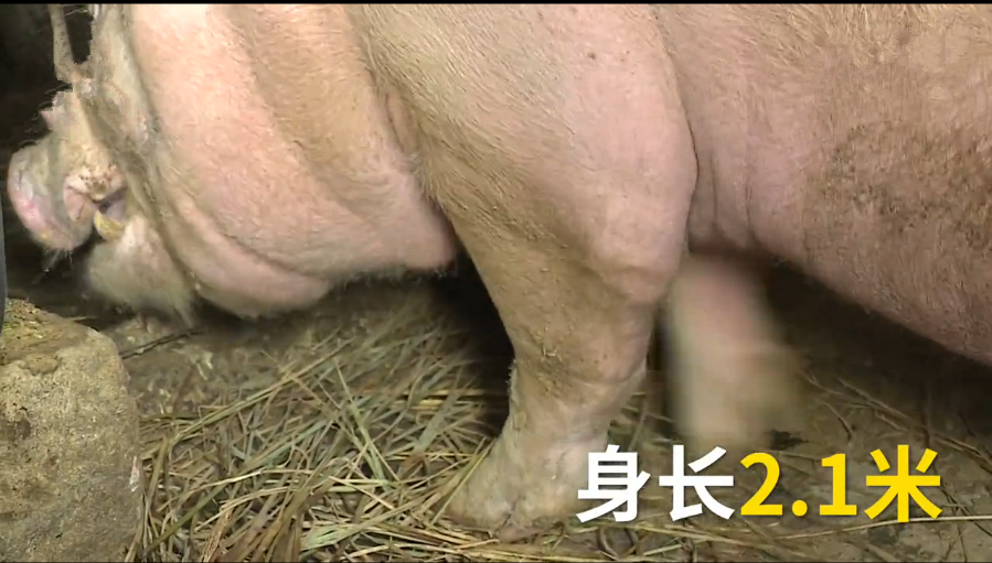 云南养出一头"超级猪",重达600多斤!网友:传说中的赛猪大象