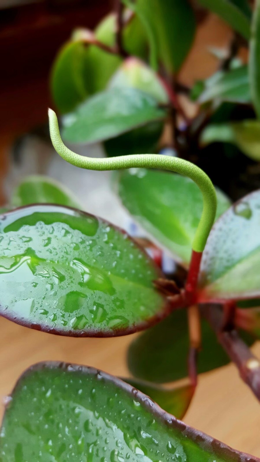 植物百科(二十三)豆瓣绿