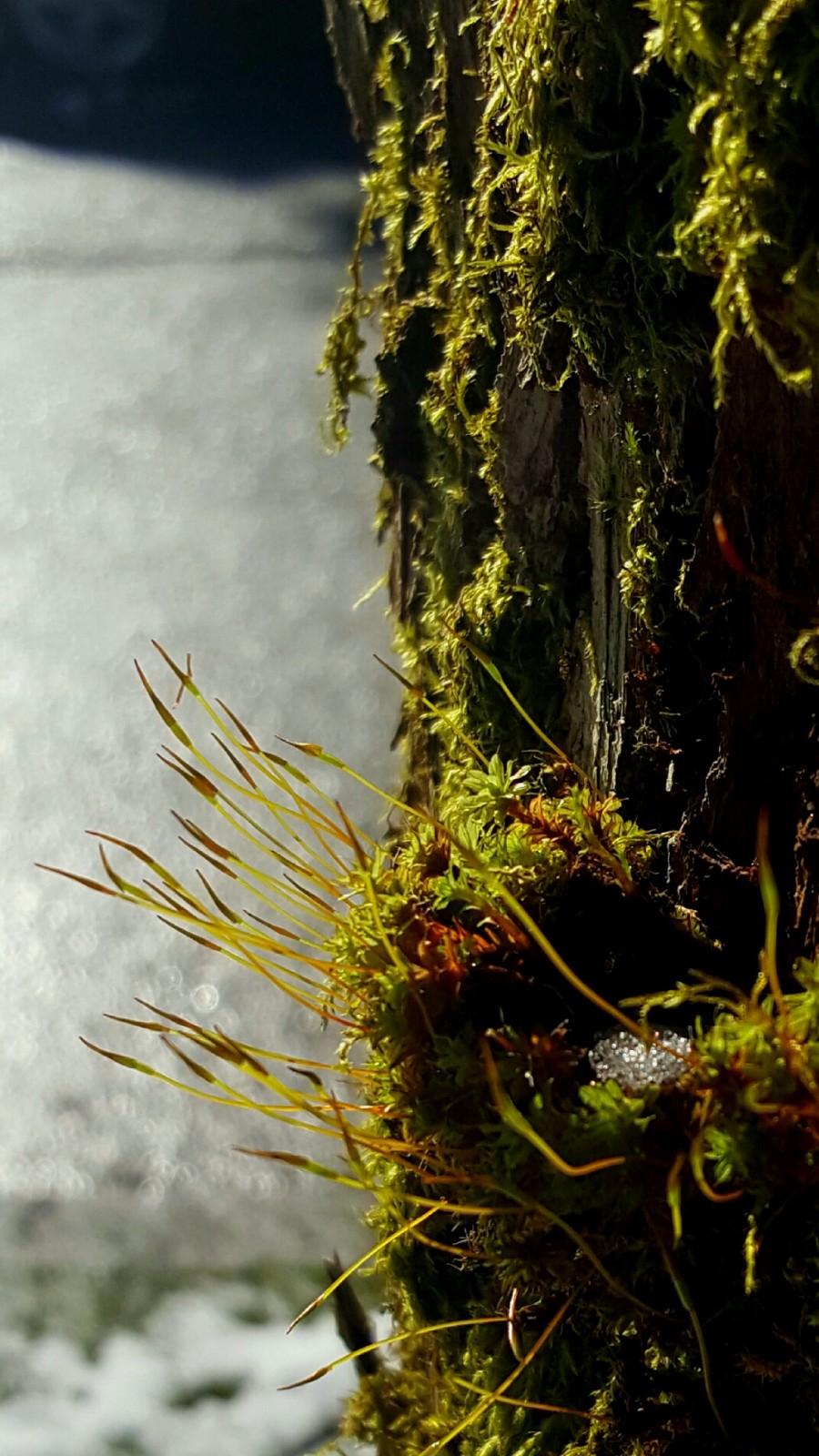 植物百科二十八苔藓