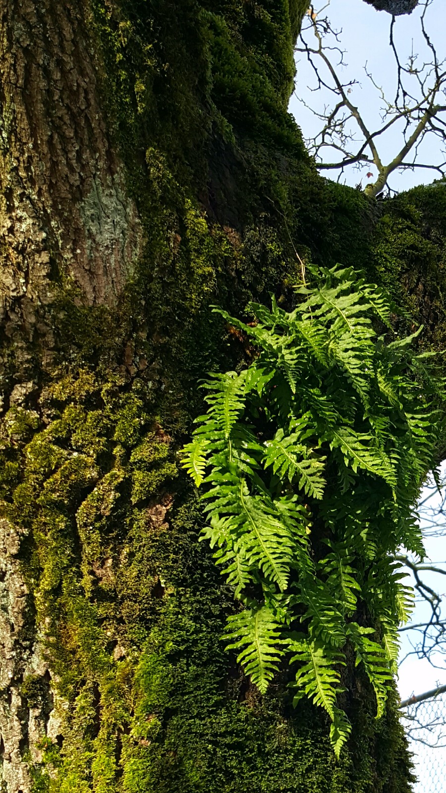 植物百科(二十八)苔藓|苔藓|植物|假根_新浪新闻