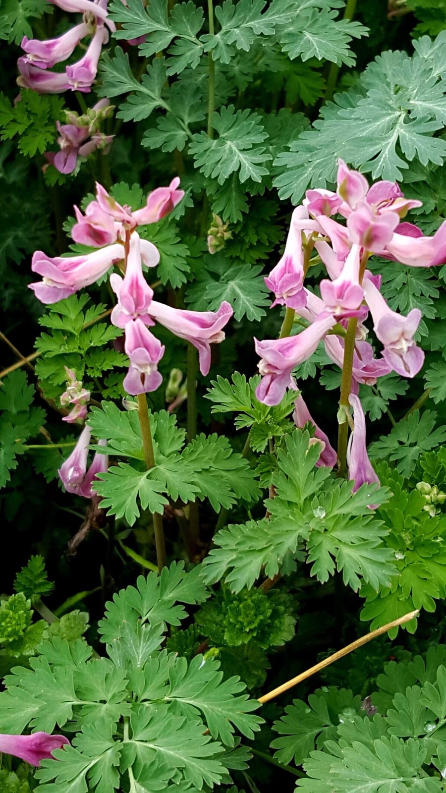 植物百科三十四紫堇