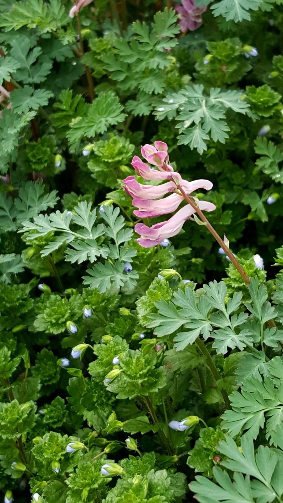 植物百科三十四紫堇