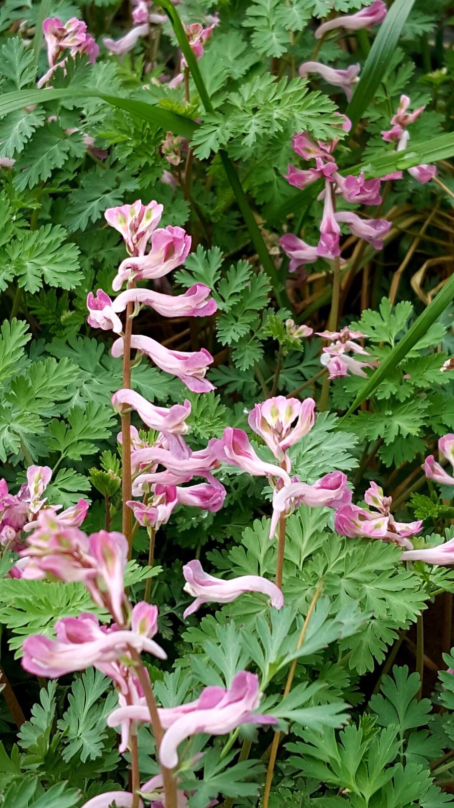 植物百科(三十四)紫堇