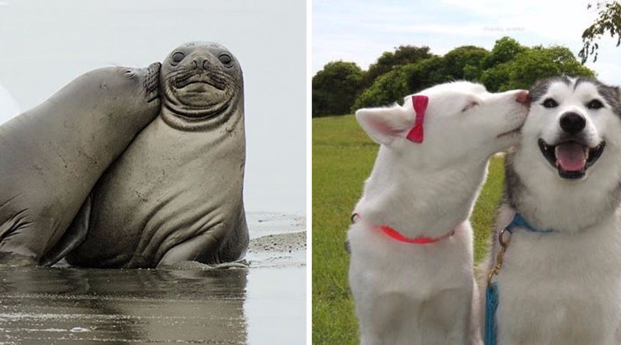 中的哺乳动物有更多共同点,汪星人和海豹(与海狗)有许多雷同的特征